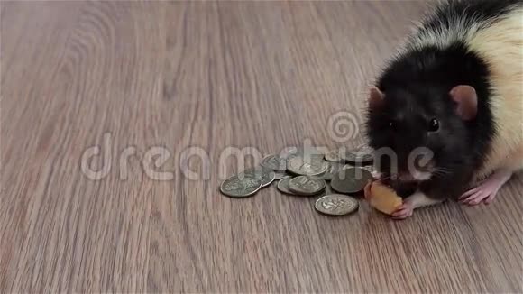 黑白老鼠吃美元的东西灰色背景视频的预览图