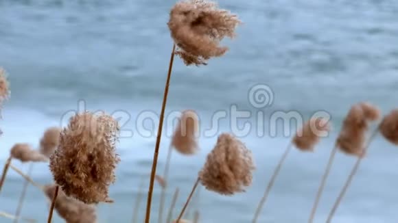 冰冻湖上的芦苇黄色视频的预览图