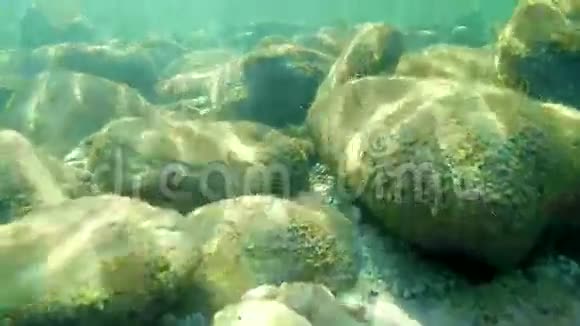 令人惊叹的水下世界和海洋的居民鱼类恒星章鱼和植被视频的预览图