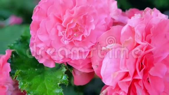 花园里盛开的玫瑰灌木丛视频的预览图