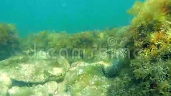 水下海底有岩石和海藻小鱼和水母视频的预览图