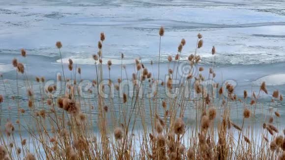 冰冻湖上的芦苇黄色视频的预览图