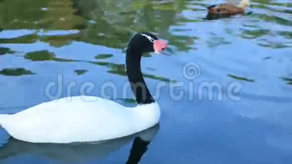 黑颈天鹅和红鸭在池塘里游泳视频的预览图