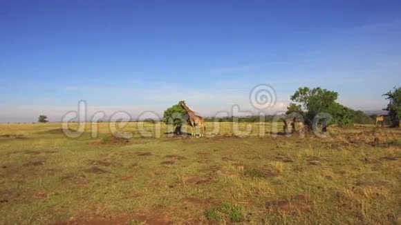 非洲热带草原上吃树叶的长颈鹿视频的预览图
