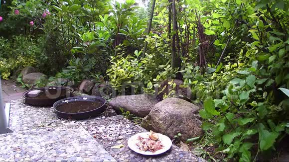 刺猬在花园的露台上喂猫食视频的预览图