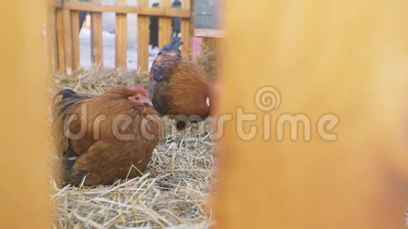 三只家鸡饲养视频的预览图