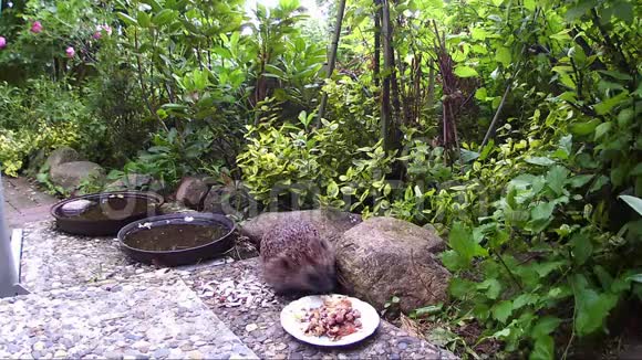 刺猬在花园的露台上喂猫食视频的预览图