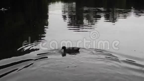凌晨在湖上泡汤视频的预览图