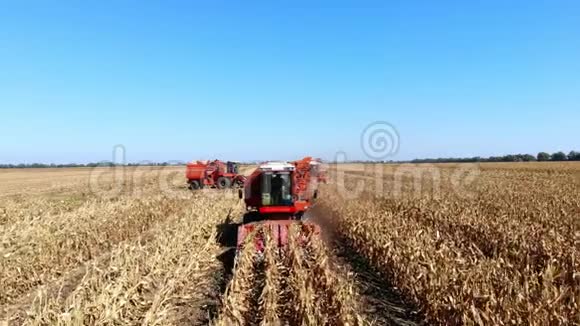 高空俯视图大红色联合收割机在初秋收获玉米田过滤新鲜的拖拉机视频的预览图