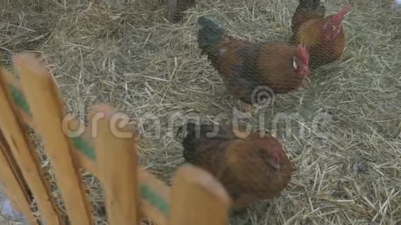 三只家鸡饲养视频的预览图