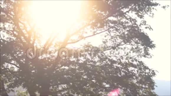 郁郁葱葱的树和灿烂的太阳视频的预览图