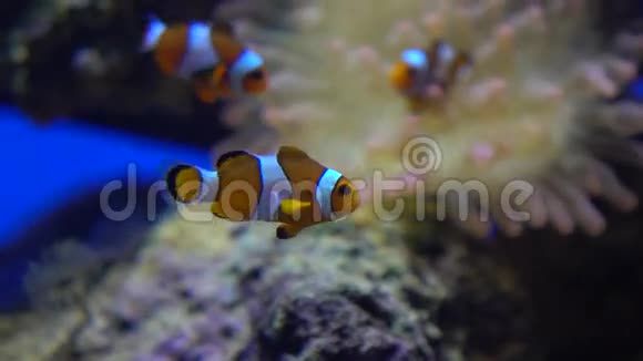 三条亮条纹小丑鱼在水中漂浮对抗鱼4K视频视频的预览图