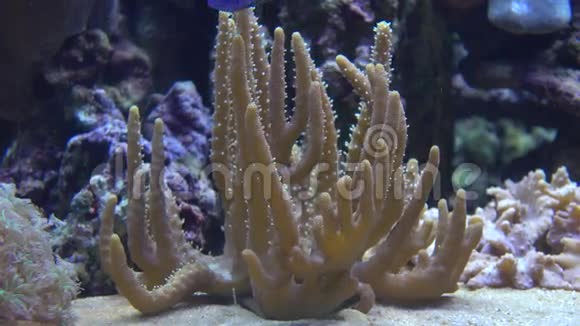 黄色软珊瑚及漂浮亮蓝色鱼类4K视频视频的预览图