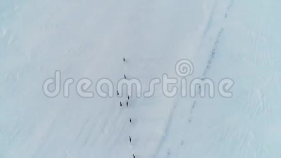 冬野鹿群视频的预览图