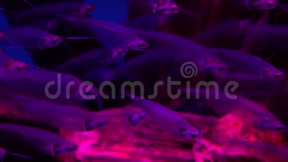 水中透明玻璃猫鱼学校4K视频视频的预览图
