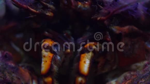 吓人蟹头4K宏射视频的预览图