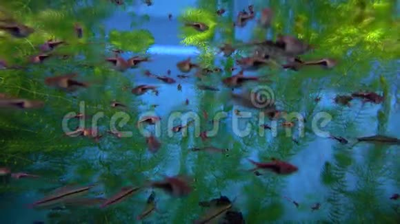 许多鱼漂浮在水中以蓝色和绿色为背景4K视频视频的预览图