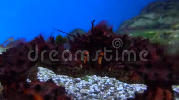 巨蟹在水下爬行4K特写视频视频的预览图