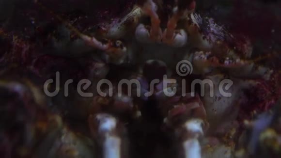 蟹头4K特写视频视频的预览图