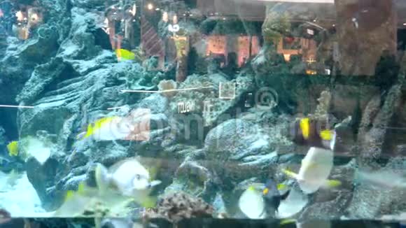 海洋广场大型水族馆里的鱼视频的预览图