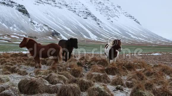 冰岛的风景和马视频的预览图