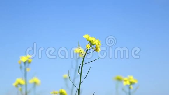 黄色野花在风中摇曳春天的自然背景视频的预览图