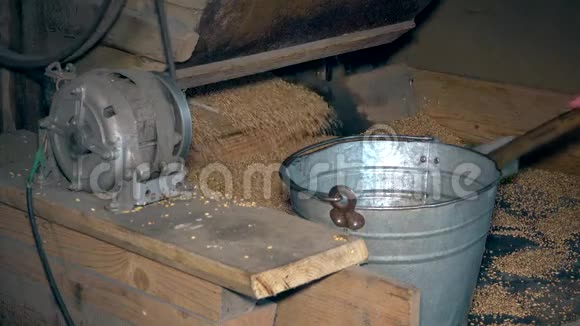 机器筛谷物和工人手抽燕麦倒进钢桶视频的预览图