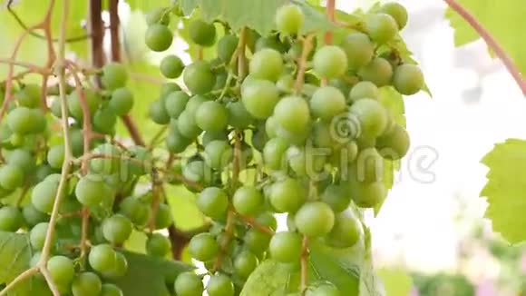葡萄树上有绿叶的葡萄新鲜水果视频的预览图