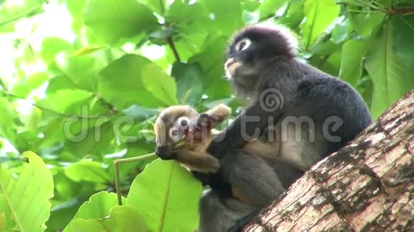 妈妈和小猴子在树上视频的预览图