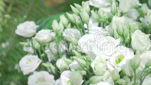 清新的白色玫瑰带着绿叶大自然春天阳光明媚的背景软聚焦和鳕鱼视频的预览图