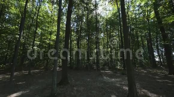 森林中高大树木的广角镜头视频的预览图