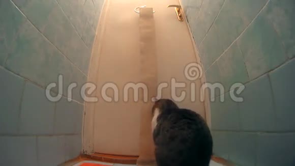 猫在厕所里摆弄卫生纸把它打开视频的预览图