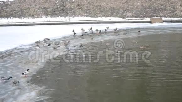 许多野鸭来到水里游泳视频的预览图