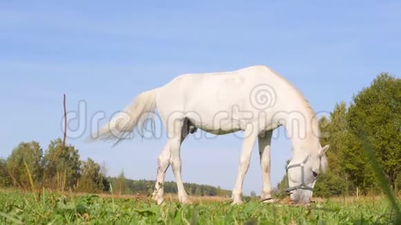 白马在田野上吃东西4k视频的预览图