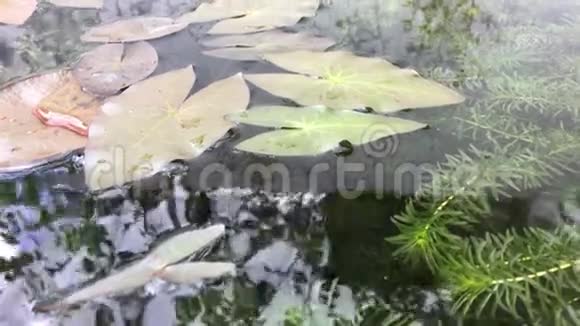 大自然用荷叶绿叶视频的预览图
