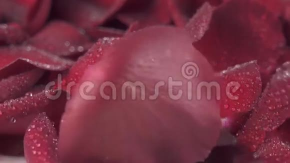 带水滴的红玫瑰花瓣被风吹落到白色背景的慢动作股票录像视频的预览图