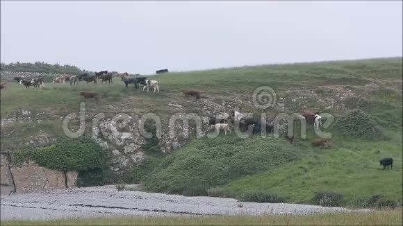 牛群沿着海岸爬岩石坡视频的预览图