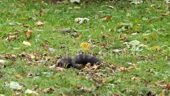 一只黑松鼠在生锈的叶子上寻找食物视频的预览图