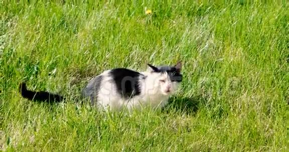 猫在花园里郁郁葱葱的草地上放松春天的快乐用科普空间拍摄视频的预览图