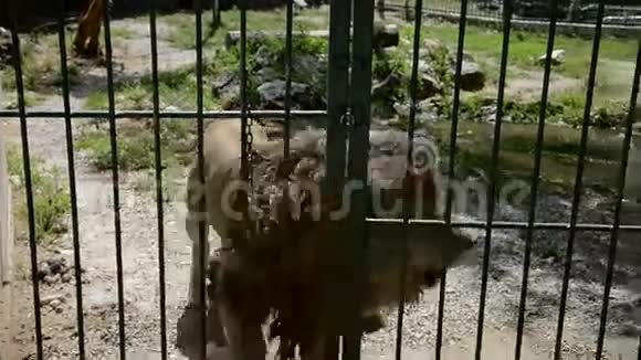 笼子里的大狮子在动物园里蹲在监狱里视频的预览图