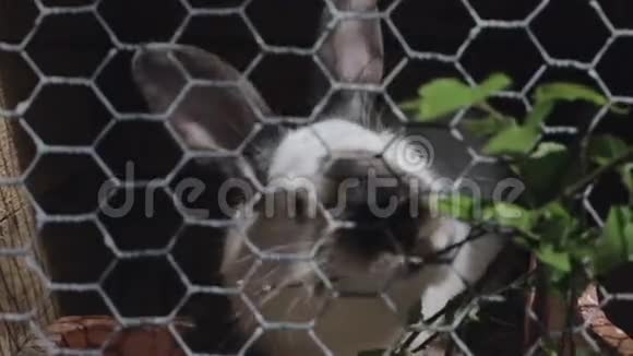 斑斑的兔子吃坐在笼子里的桦树叶视频的预览图