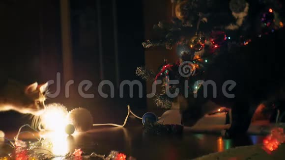 两只猫在圣诞树附近玩耍视频的预览图