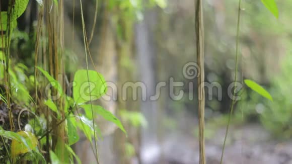 丛林自然瀑布和植物视频的预览图