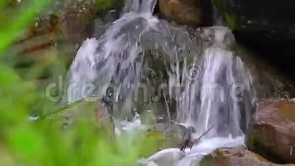 苔藓覆盖的岩石之间的小山瀑布4K近距离射击视频的预览图