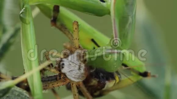 祈祷螳螂吃黄蜂蜘蛛视频的预览图