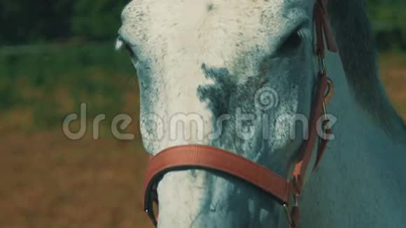 一匹白马盯着相机直视着温暖的颜色视频的预览图