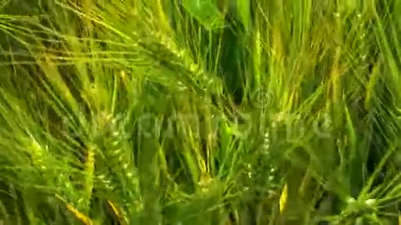 小麦在晴天发光在轻微的风上运动顶部短视频的预览图