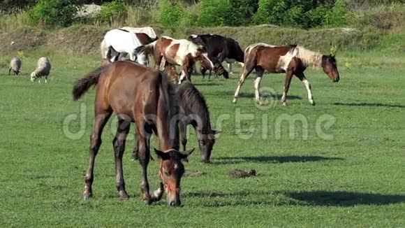 一群又白又棕的马在邋遢的草坪上吃草视频的预览图
