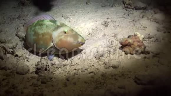 蝎子鱼水下纯蓝色背景下的红海景观视频的预览图