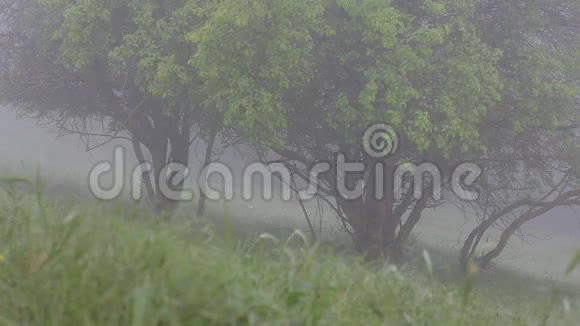 浓雾覆盖森林景观夏天绿色的树视频的预览图